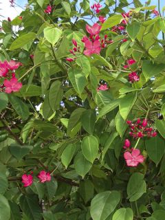 Jatropha integerrima - Jatropha fleur