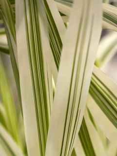 Canne de Provence 'Variegata'