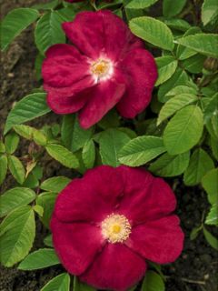 Rosier grimpant Carmen Rosier grimpant Carmen