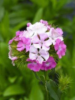 Graines d'Oeillet de poète Flora Pearl Appleblossom - Dianthus barbatus Graines d'Oeillet de poète Flora Pearl Appleblossom - Dianthus barbatus