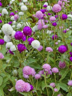 Graines d'Amarantine globuleuse QIS Formula Mix - Gomphrena globosa