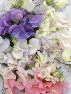 Graines de Pois de senteur Spring Sunshine On the Beach pastel mix - Lathyrus odoratus