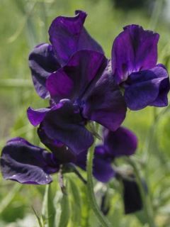 Graines de Pois de senteur Winter Sunshine Navy - Lathyrus odoratus