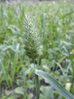 Graines d'Alpiste des Canaries - Phalaris canariensis
