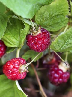 Framboisier 'Lucky Berry' Pot de 4L/5L