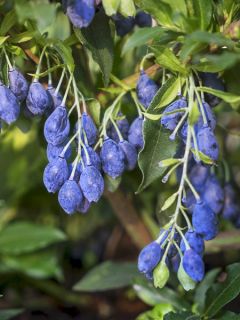 Myrtille d'Amérique 'Lucky Berry'