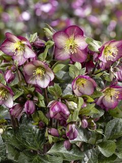 Hellébore HGC Ice n' Roses Marbled Mary Marble