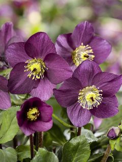 Hellébore lemperi Winter Ballet Karli