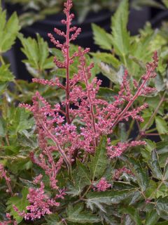 Astilbe à feuilles simples 'Key West' Pot de 4L/5L