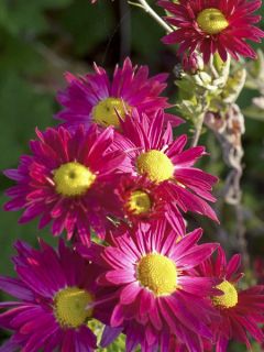 Chrysanthème des jardins 'Oury'