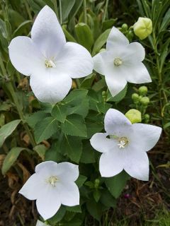 Platycodon grandiflorus Astra White en pot de 2/3 L Platycodon grandiflorus Astra White en pot de 2/3 L