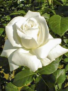 Rosier moderne 'Pascali'