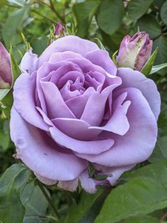 Rosier à grandes fleurs Sissi en racines nues