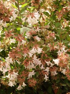Abélia à grandes fleurs