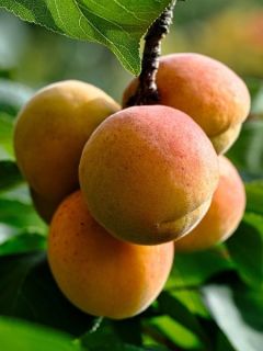 Abricotier nain Garden Aprigold®