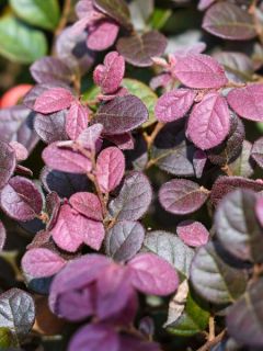 Lampourde 'Purpurea'