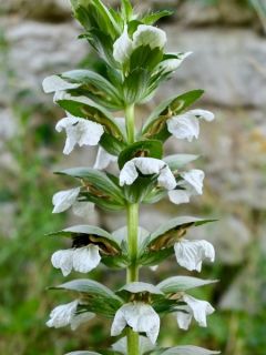Acanthus mollis Rue Ledan (Jeff Albus) - Acanthe blanche