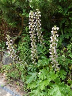 Acanthe mollis 'Latifolius'