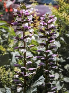 Acanthe 'Morning Candle'