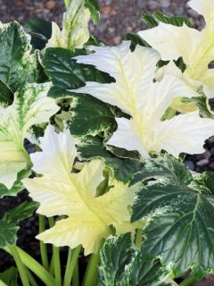 Acanthe 'Whitewater'