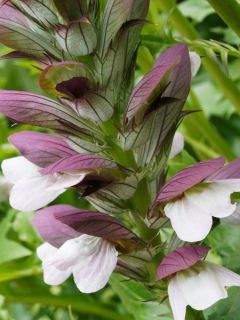 Acanthe de Hongrie 'White Lips'