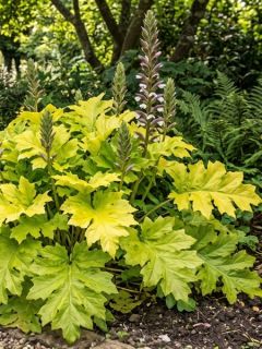 Acanthus mollis Hollards Gold - Acanthe dorée