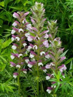 Acanthe épineuse