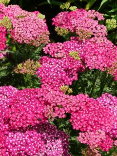 Achillée - Achillea millefolium Saucy Seduction®