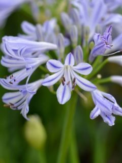 Agapanthe 'Charlotte'