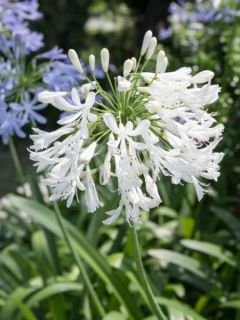Agapanthe 'Glacier Stream'