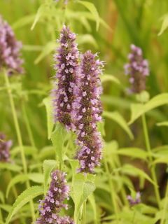Agastache à odeur de fenouil 'Black Adder'