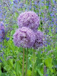 Ail d'ornement 'Globemaster'