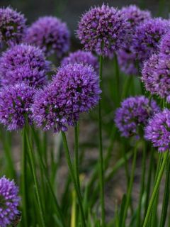 Ail d'ornement - Allium Lavender Bubbles