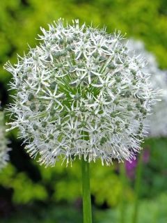 Ail d'ornement - Allium Mont Blanc