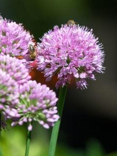 Ail d'ornement - Allium Serendipity