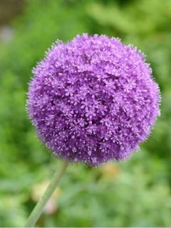 Ail d'ornement - Allium giganteum