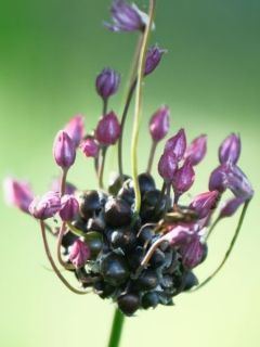 Ail rocambole - Allium sativum