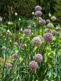 Allium ampeloprasum - Poireau perpétuel