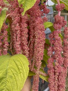 Queue de renard, Amarante 'Coral Fountain'