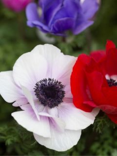 Anemone coronaria en mélange - Anémone de Caen