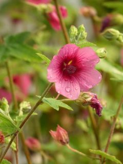 Mauve arbustive du Cap 'El Rayo'