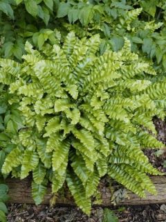 Asplenium scolopendrium Undulatum Group