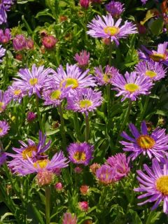 Aster des Alpes 'Grande fleur bleue'
