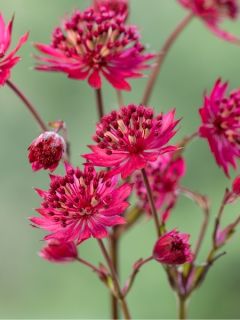 Astrance - Astrantia Star Of Love
