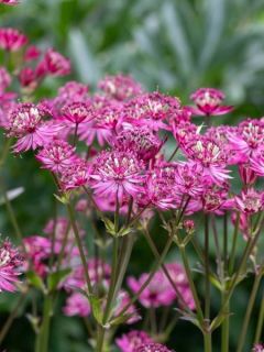 Astrantia major Cerise Button - Grande astrance