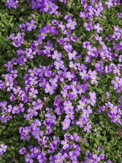 Aubriète blanche - Aubrieta Fiona