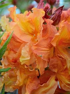 Azalée de Chine Demoiselles de Boutiguery Idylla - Rhododendron hybride