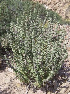 Ballota pseudodictamnus