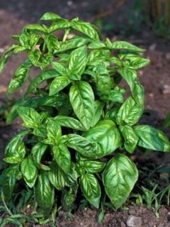 Basilic Grand Vert F1 Nufar BIO  en plants - Ocimum basilicum