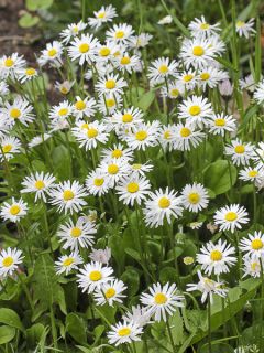 Pâquerette Bellastar Compact White - Bellis Perennis